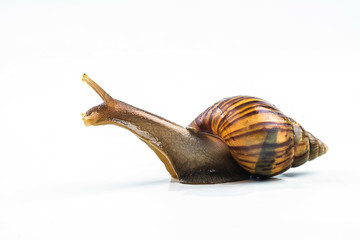 snails on white background