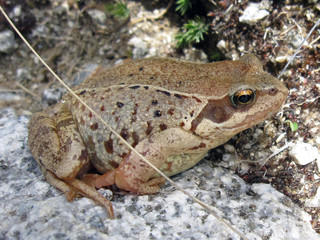 closeup of a frog