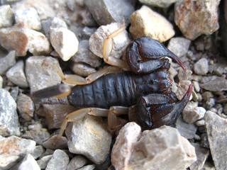 closeup of an european scorpion, euscorpius
