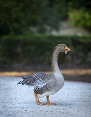The duck