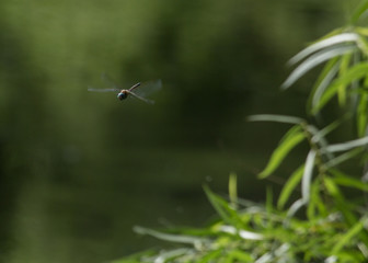 Dragonfly hovering near green willow leaves with still water in the background