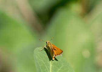 Orange butterfly on green leaf