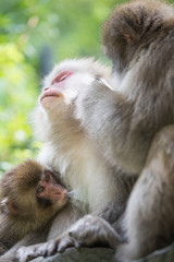 igokudani Monkey Park , monkeys bathing in a natural hot spring at Nagano , Japan