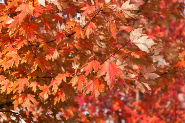 Autumn red maple leaves