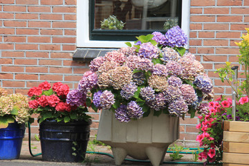 Hydrangeas in flower pots
