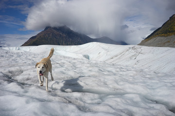 Dog running on glacial ice.