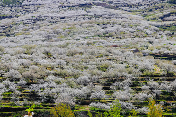 Cherry blossom at Jerte Valley, Cerezos en flor Valle del Jerte. Cherry blossom flowers are in bloom.