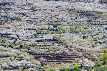 Cherry blossom at Jerte Valley, Cerezos en flor Valle del Jerte. Cherry blossom flowers are in...