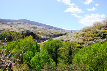 Obraz premium Cherry blossom at Jerte Valley, Cerezos en flor Valle del Jerte. Cherry blossom flowers are in bloom.