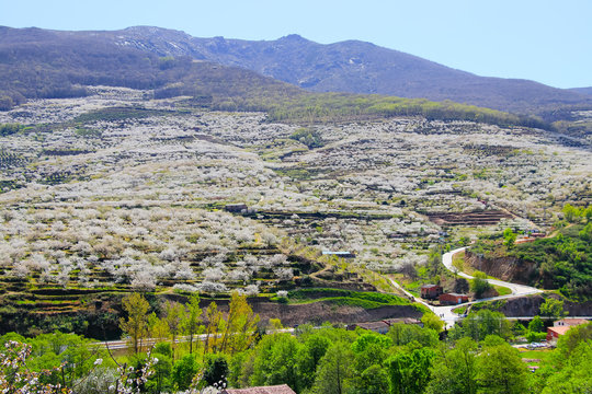 Cherry blossom at Jerte Valley, Cerezos en flor Valle del Jerte. Cherry blossom flowers are in bloom.