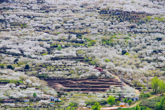 Cherry blossom at Jerte Valley, Cerezos en flor Valle del Jerte. Cherry blossom flowers are in bloom.