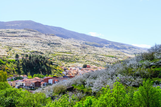 Cherry blossom at Jerte Valley, Cerezos en flor Valle del Jerte. Cherry blossom flowers are in bloom.