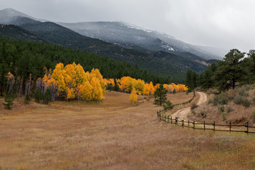 Mountain Dirt Road Through Yellow Aspen Trees in Autumn