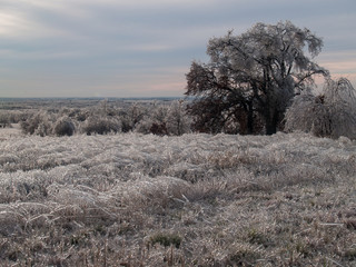Pasture After Ice Storm