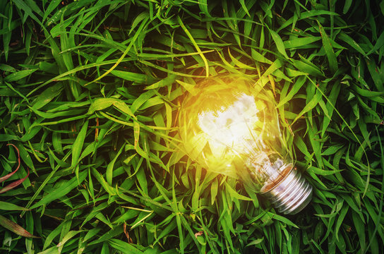concept idea eco, energy light bulb on green grass