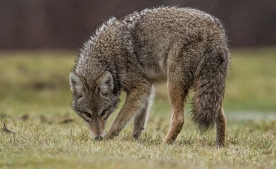 Fotobehang Coyote © Harry Collins