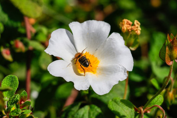 Obraz premium Honey Bee in White rockrose flower in Mediterranean spring, Cistus salviifolius, common names sage-leaved rock-rose, salvia cistus or Gallipoli rose, perennial ligneous plant of the family Cistaceae.