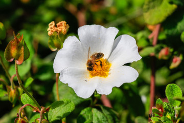 Honey Bee in White rockrose flower in Mediterranean spring, Cistus salviifolius, common names sage-leaved rock-rose, salvia cistus or Gallipoli rose, perennial ligneous plant of the family Cistaceae.