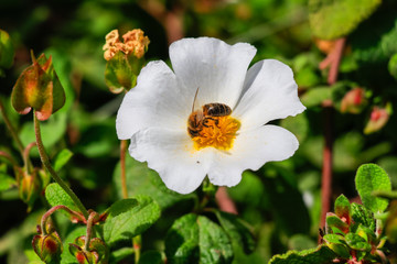 Honey Bee in White rockrose flower in Mediterranean spring, Cistus salviifolius, common names sage-leaved rock-rose, salvia cistus or Gallipoli rose, perennial ligneous plant of the family Cistaceae.