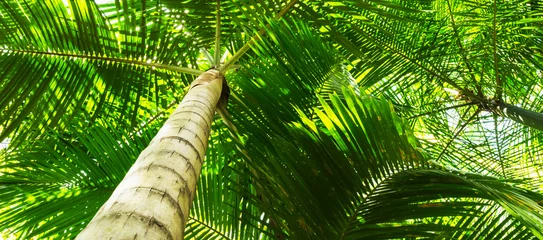 Photo sur Plexiglas Palmier Fundo com palmeiras.