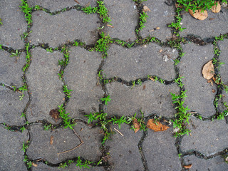 Dark gray grainy texture cement jigsaw worm like brick footpath floor background with small green...