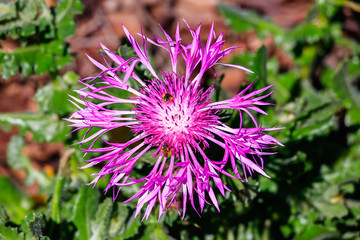 Wild spring flower in nature with natural background