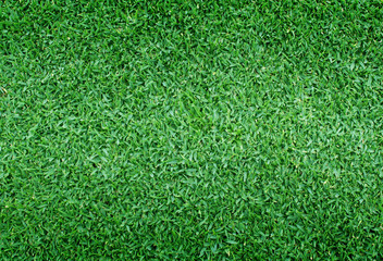 Fototapeta premium grass