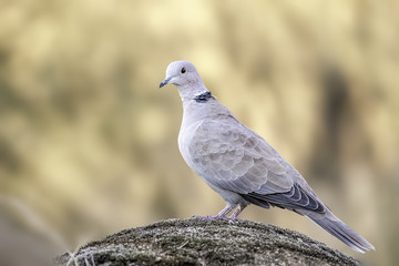 Streptopelia decaocto