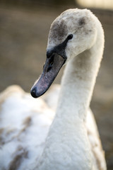swan portret