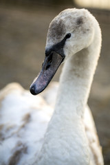 swan portret © Aleksey