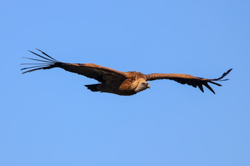Griffon Vulture (Gyps fulvus) in flight