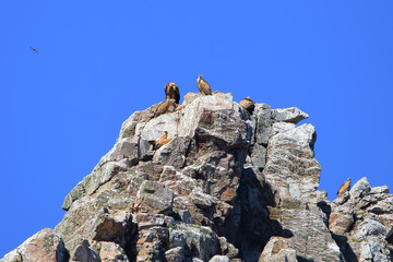 Group of Griffon Vulture (Gyps fulvus) standing on rock