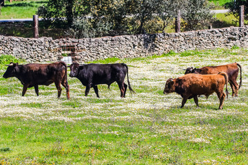 Bull and  bull calf in Spanish landscape with meadows and daisies