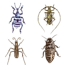 Colour Insect stipple drawing set isolated. Insects and bugs collection in trendy embroidery stippling and hatching, shading style. Vector.