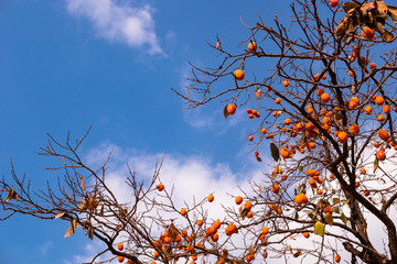 Ripe persimmon and autumn sky.