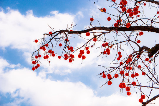 Ripe persimmon and autumn sky.