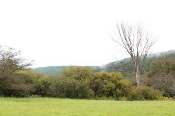 Green field with thick vegetation and trees and mountain with clouds in the background
