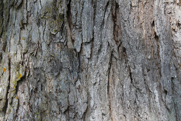 Layered gray tree bark background texture
