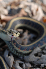 Garter Snake
