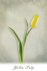 Yellow tulip on green background with texture, shadow and text