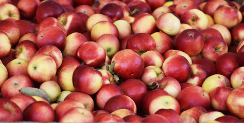 apples 