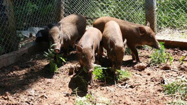 boar on a farm in thailand