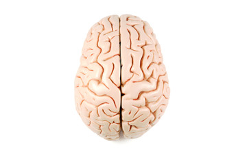 Human brain model, top view