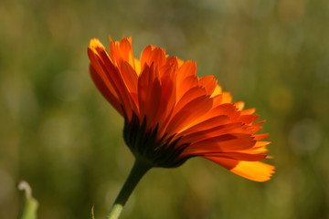 calendula