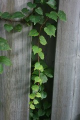 Leafy Vine