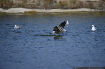 The sea bird