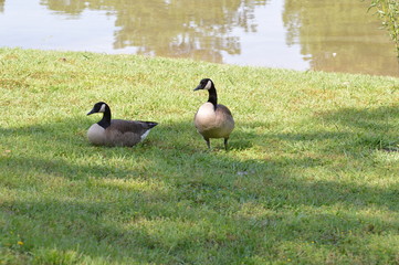 Duck and Family 2