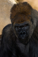 Gorilla Portrait