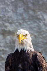 Bald Eagle - sharp sight 