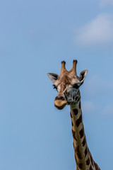 Giraffe long neck in a blue background